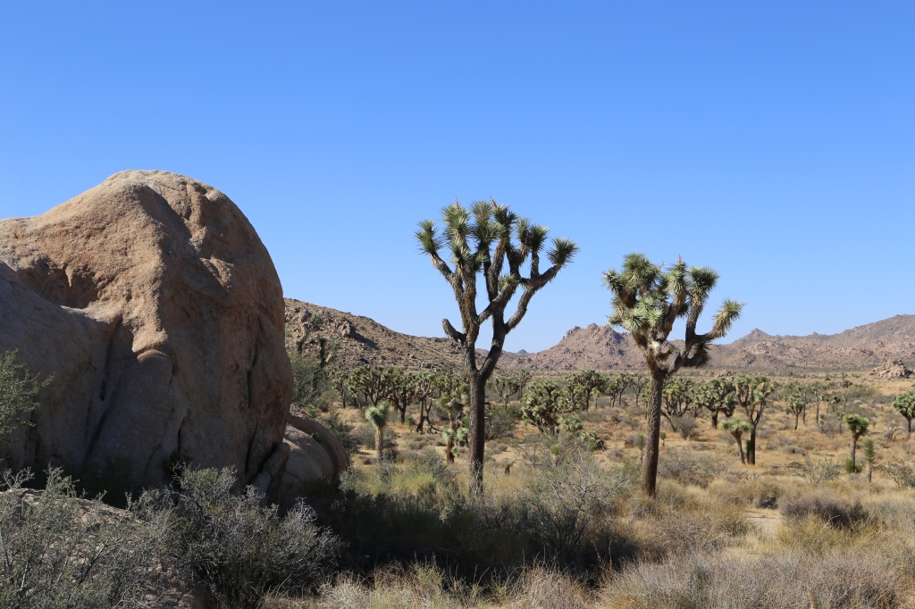 A photo of the Joshua Tree landscape. Big boulders and funky spikey trees.
